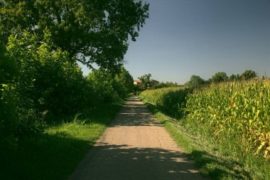 İtalya kırsalında ağaçlarla ve tarlalarla çevrili bir yol.