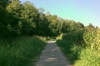 İtalya kırsalında ağaçlarla ve tarlalarla çevrili bir yol.