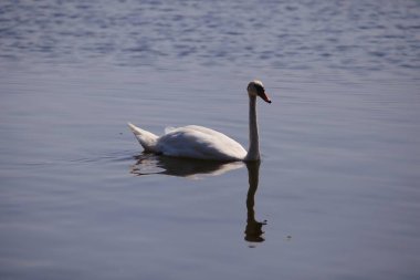 Kıyıdan görünen bir gölde kuğular.