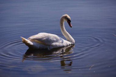 Kıyıdan görünen bir gölde kuğular.