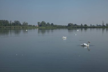 Kıyıdan görünen bir gölde kuğular.