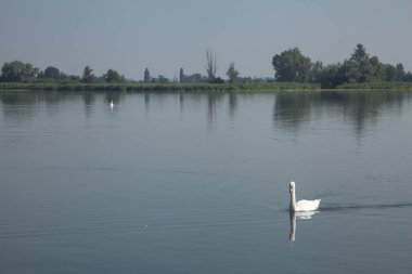 Kıyıdan görünen bir gölde kuğular.