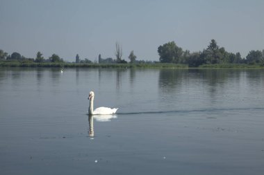 Kıyıdan görünen bir gölde kuğular.