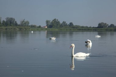 Kıyıdan görünen bir gölde kuğular.