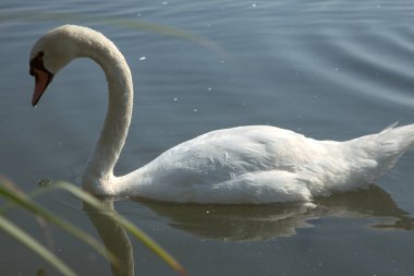 Kıyıdan görünen bir gölde kuğular.