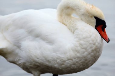 Kıyıdan görünen bir gölde kuğular.