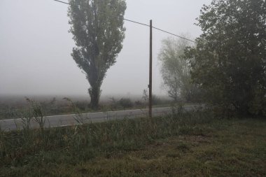 İtalya kırsalında sisli bir günde ağaçlarla kaplı tarlaların yanındaki yol.