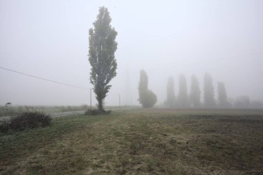 İtalya kırsalında sisli bir günde ağaçlarla kaplı tarlaların yanındaki yol.