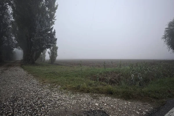 Field bordered by trees and a path on a foggy day in the italian countryside