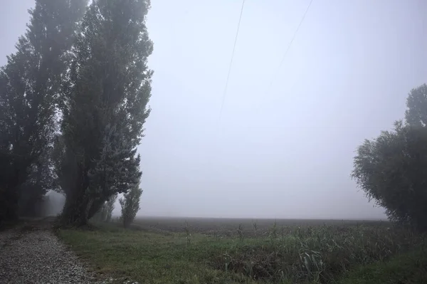 Ağaçlarla çevrili bir arazi ve sisli bir günde İtalya kırsalında bir patika