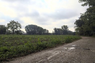 İtalya kırsalında bulutlu bir günde, bir tarlanın yanında çamurlu su birikintileri ve ağaçlarla çevrili bir yol.