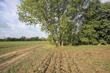 İtalya 'nın kırsal kesimlerinde bulutlu bir günde bir koruluğun yanından geçen tarlalarla çevrili su birikintileriyle dolu bir yol.