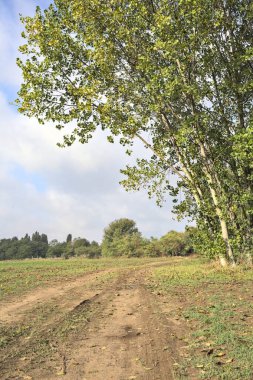 İtalya 'nın kırsal kesimlerinde bulutlu bir günde bir koruluğun yanından geçen tarlalarla çevrili su birikintileriyle dolu bir yol.