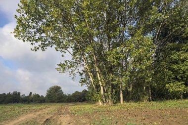 İtalya 'nın kırsal kesimlerinde bulutlu bir günde bir koruluğun yanından geçen tarlalarla çevrili su birikintileriyle dolu bir yol.