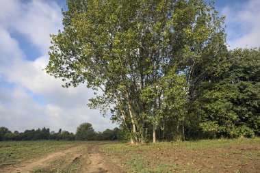 İtalya 'nın kırsal kesimlerinde bulutlu bir günde bir koruluğun yanından geçen tarlalarla çevrili su birikintileriyle dolu bir yol.