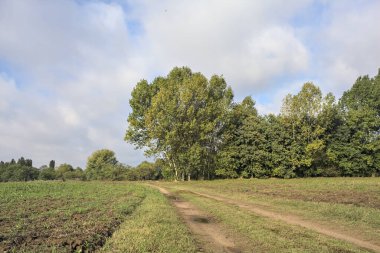 İtalya 'nın kırsal kesimlerinde bulutlu bir günde bir koruluğun yanından geçen tarlalarla çevrili su birikintileriyle dolu bir yol.