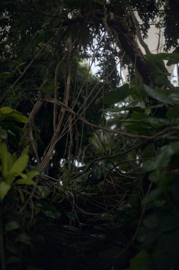 Bir akasya ağacının altında küçük bir su akıntısı.