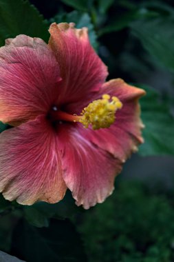 Hibiscus rosa sinensis çiçek açarken yakından görülüyor.