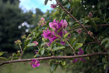Bougainvillea çiçek açmış Yakından görülüyor