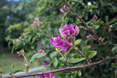 Bougainvillea çiçek açmış Yakından görülüyor