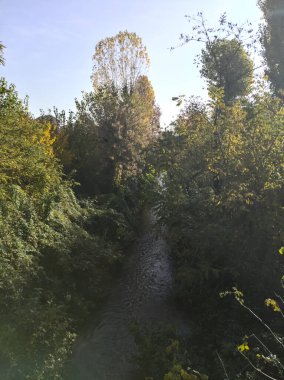 Parktaki ağaçlar ve bitkilerle çevrili su akıntısı