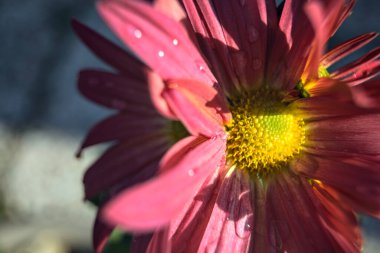 Pembe kasımpatılar çiçek açtı. Yaprakların üzerine yağmur damlaları damladı.