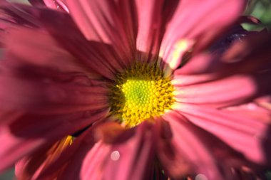 Pembe kasımpatılar çiçek açtı. Yaprakların üzerine yağmur damlaları damladı.