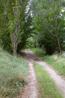 Üzerinde ağaçlar olan bir ormanda kirli bir patika.