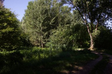 Üzerinde ağaçlar olan bir ormanda kirli bir patika.