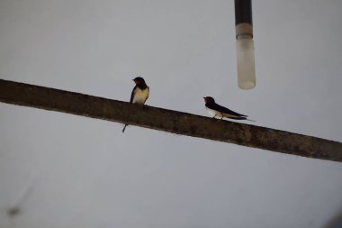 Demirden bir kiriş üzerinde kırlangıçlar