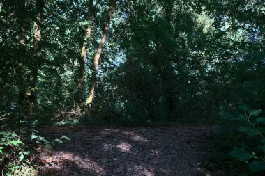 Üzerinde ağaçlar olan bir ormanda kirli bir patika.