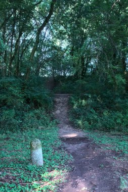 Üzerinde ağaçlar olan bir ormanda kirli bir patika.