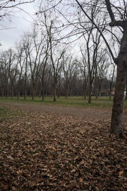 Sonbaharda bulutlu bir günde parkta park yeri