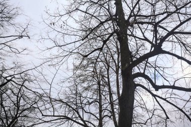 Arka planda bulutlu bir gökyüzü olan parkta çıplak ağaçlar