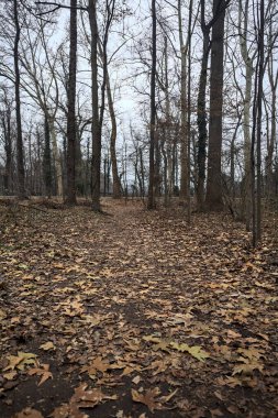 Sonbaharda bir parkta ağaçların ortasında yapraklı patika