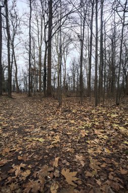 Sonbaharda bir parkta ağaçların ortasında yapraklı patika