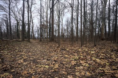 Sonbaharda bir parkta ağaçların ortasında yapraklı patika