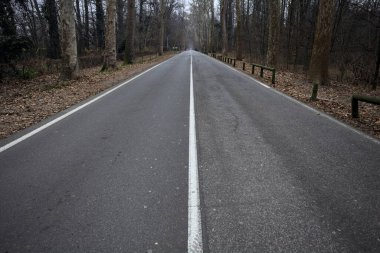 Sonbaharda bir parkın ortasında yol