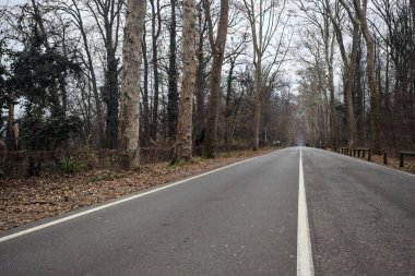 Sonbaharda bir parkın ortasında yol