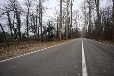 Sonbaharda bir parkın ortasında yol