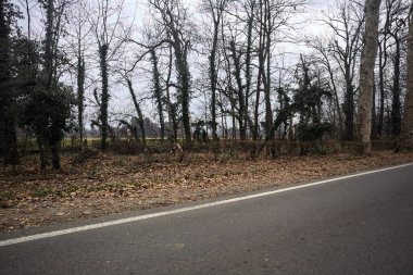 Sonbaharda bir parkta çıplak ağaçlarla çevrili bir yolun kenarında.
