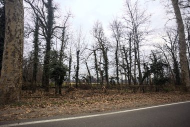 Sonbaharda bir parkta çıplak ağaçlarla çevrili bir yolun kenarında.