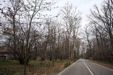Sonbaharda bir parkın ortasında yol