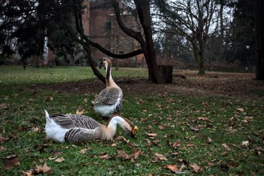 Sonbaharda bulutlu bir günde parkta yeşilliklerle kaplı bir çimenlikte kaz sürüsü.