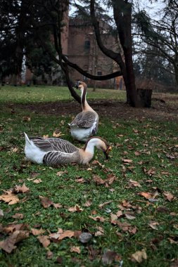 Sonbaharda bulutlu bir günde parkta yeşilliklerle kaplı bir çimenlikte kaz sürüsü.