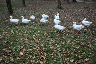 Sonbaharda bulutlu bir günde parkta yeşilliklerle kaplı bir çimenlikte kaz sürüsü.