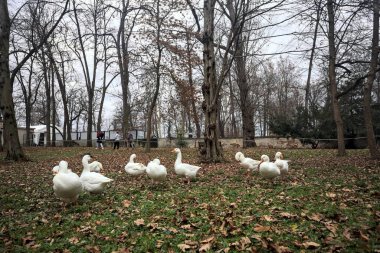 Sonbaharda bulutlu bir günde parkta yeşilliklerle kaplı bir çimenlikte kaz sürüsü.