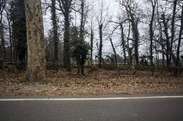 Sonbaharda bir parkta çıplak ağaçlarla çevrili bir yolun kenarında.