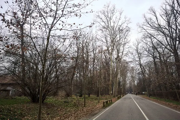 Sonbaharda bir parkın ortasında yol