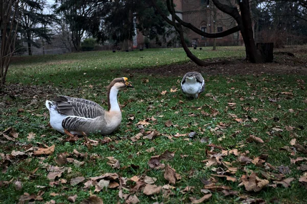 stock image Flock of geese on a lawn covered by foliage in a park on a cloudy day in autumn